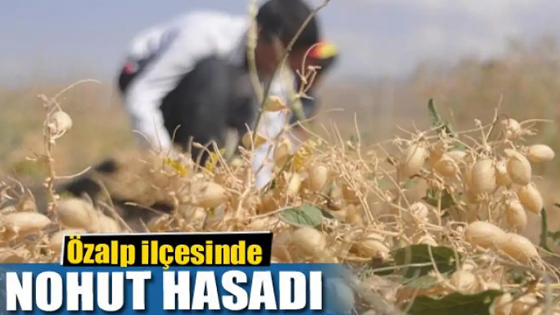 Özalp ilçesinde nohut hasadı