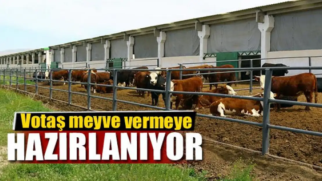 Votaş meyve vermeye hazırlanıyor