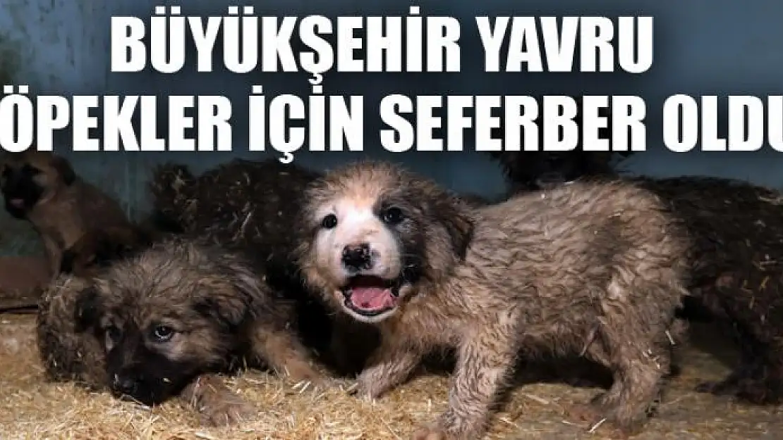 BÜYÜKŞEHİR YAVRU KÖPEKLER İÇİN SEFERBER OLDU