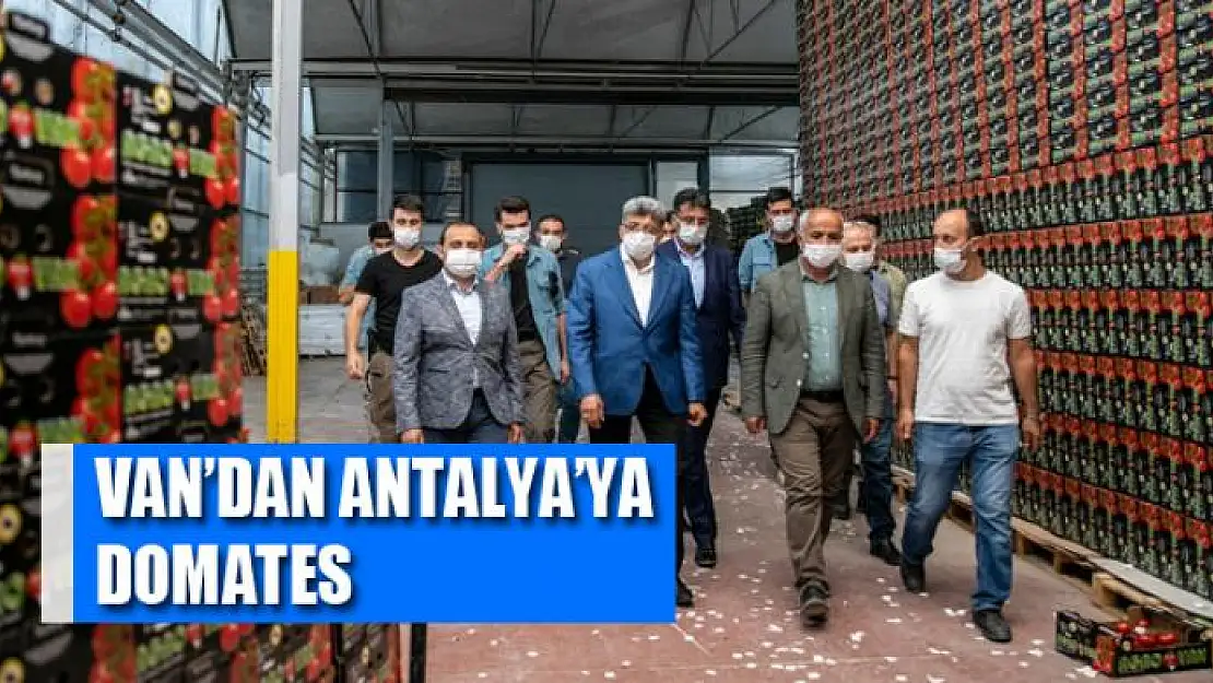 Van'dan Antalya'ya domates