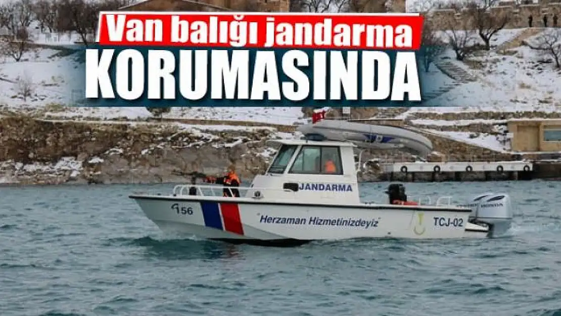 Van balığı jandarma korumasında 