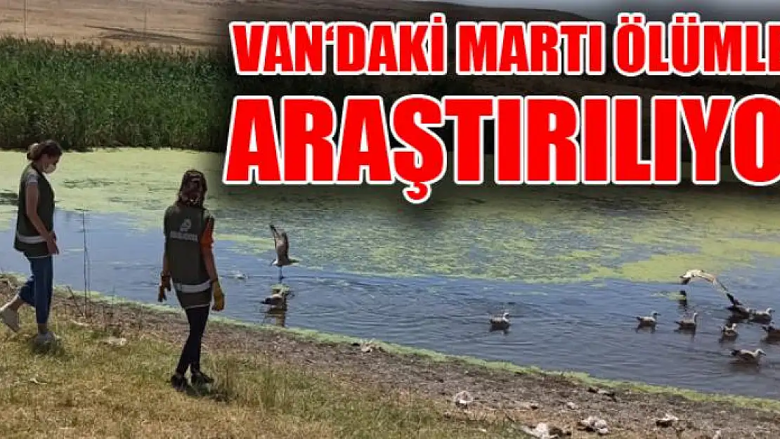 VAN'DAKİ MARTI ÖLÜMLERİ ARAŞTIRILIYOR