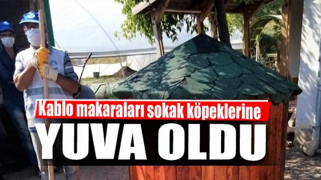 Kablo makaraları sokak köpeklerine yuva oldu