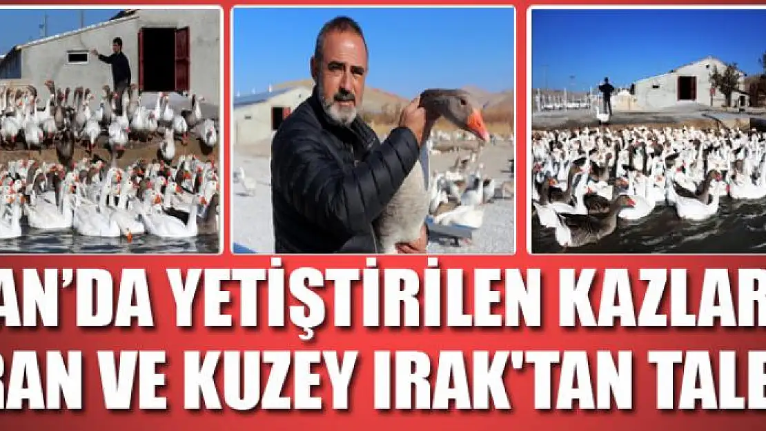 Van'da yetiştirilen kazlara İran ve Kuzey Irak'tan talep