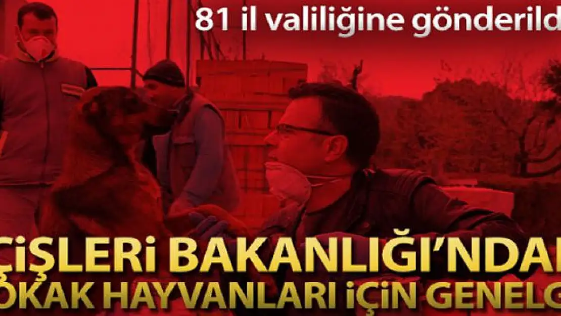 İçişleri Bakanlığından 'Sokak Hayvanları' genelgesi