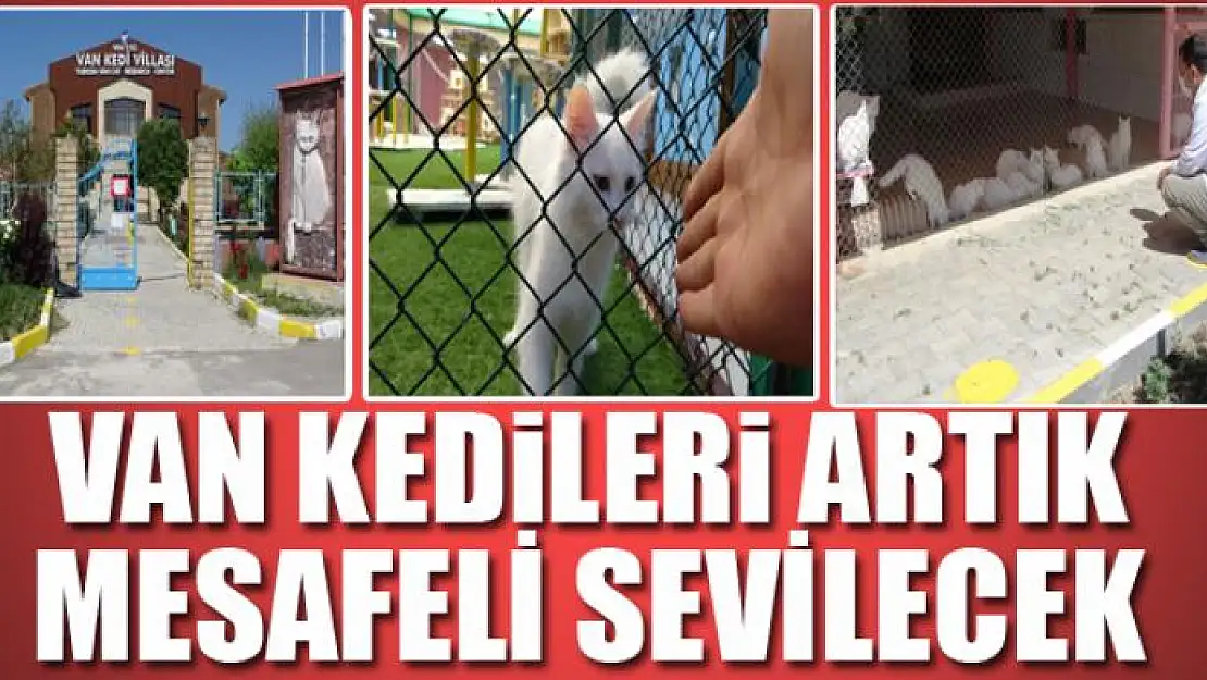 Van kedileri artık mesafeli sevilecek