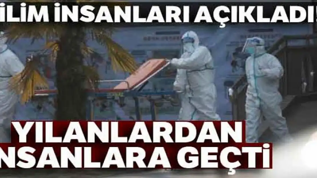 Corona virüsü yılanlardan insanlara geçti