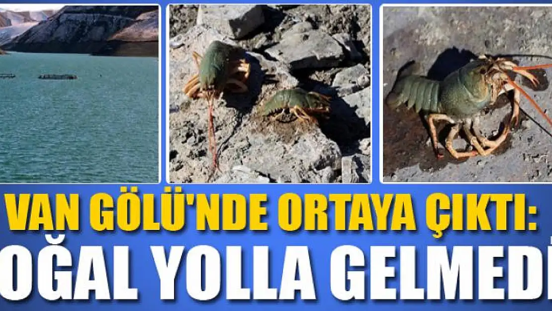 Van Gölü'nde ortaya çıktı: Doğal yolla gelmedi!