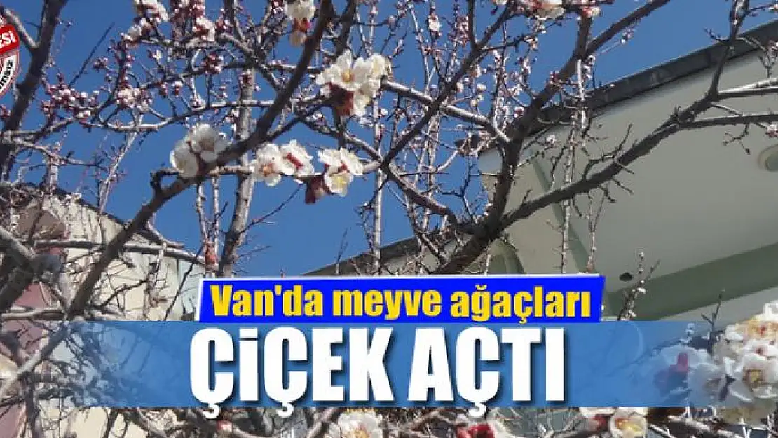 Van'da meyve ağaçları çiçek açtı