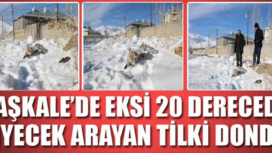 Başkale'de eksi 20 derecede yiyecek arayan tilki dondu