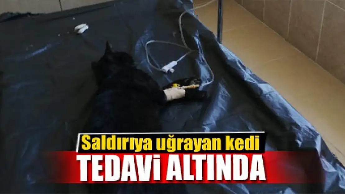 Saldırıya uğrayan kedi tedavi altında