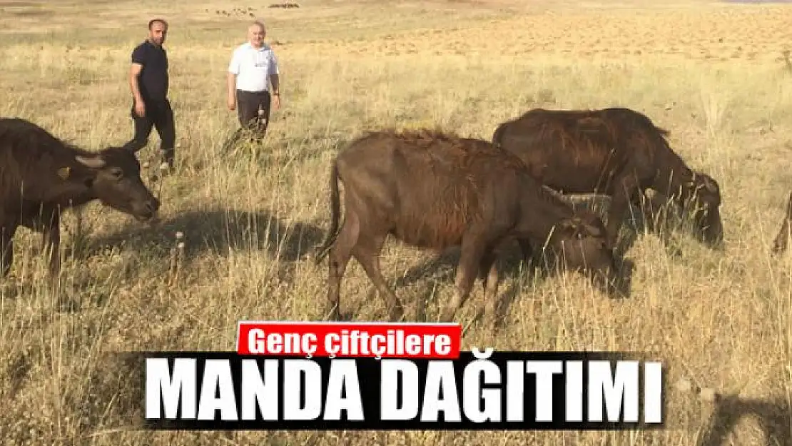 Genç çiftçilere manda dağıtımı