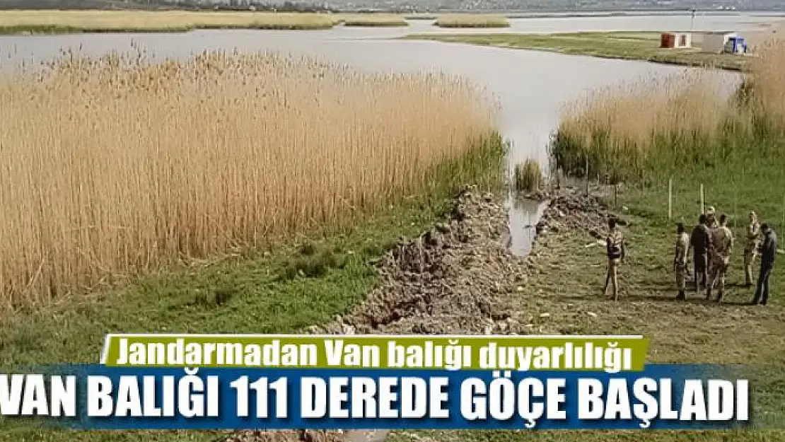 VAN BALIĞI 111 DEREDE GÖRSEL ŞOVA BAŞLADI