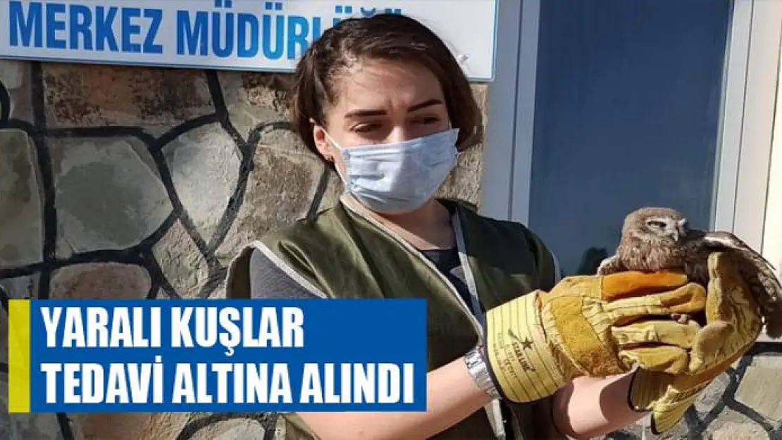 Yaralı kuşlar tedavi altına alındı