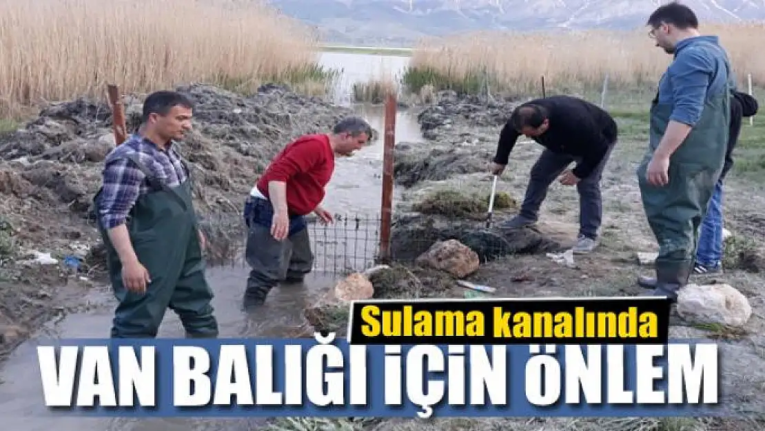 Sulama kanalında Van balığı için önlem 