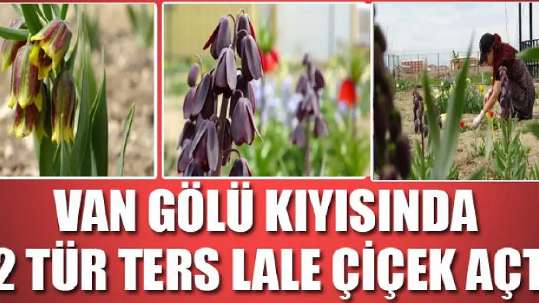 Van Gölü kıyısında 12 tür ters lale çiçek açtı