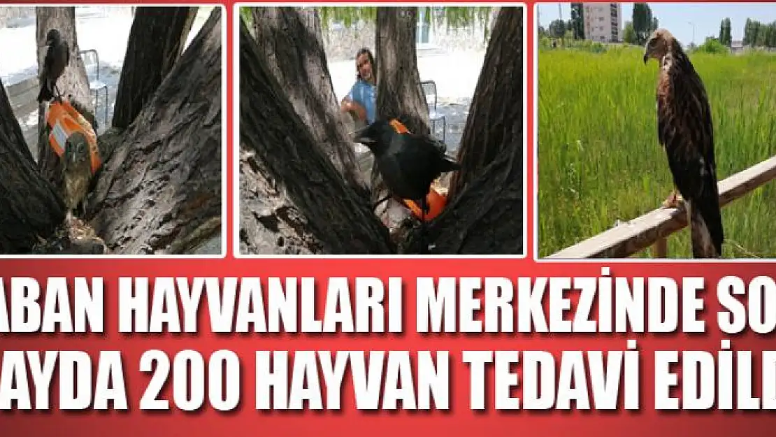 Yaban hayvanları merkezinde son 6 ayda 200 hayvan tedavi edildi