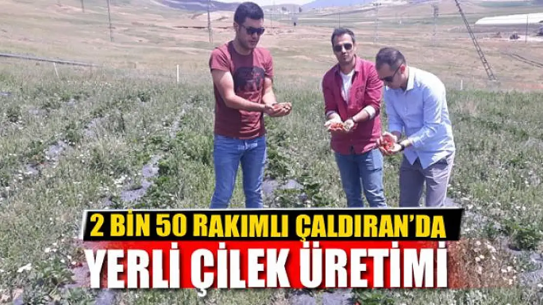 2 BİN 50 RAKIMLI ÇALDIRAN'DA YERLİ ÇİLEK ÜRETİMİ 