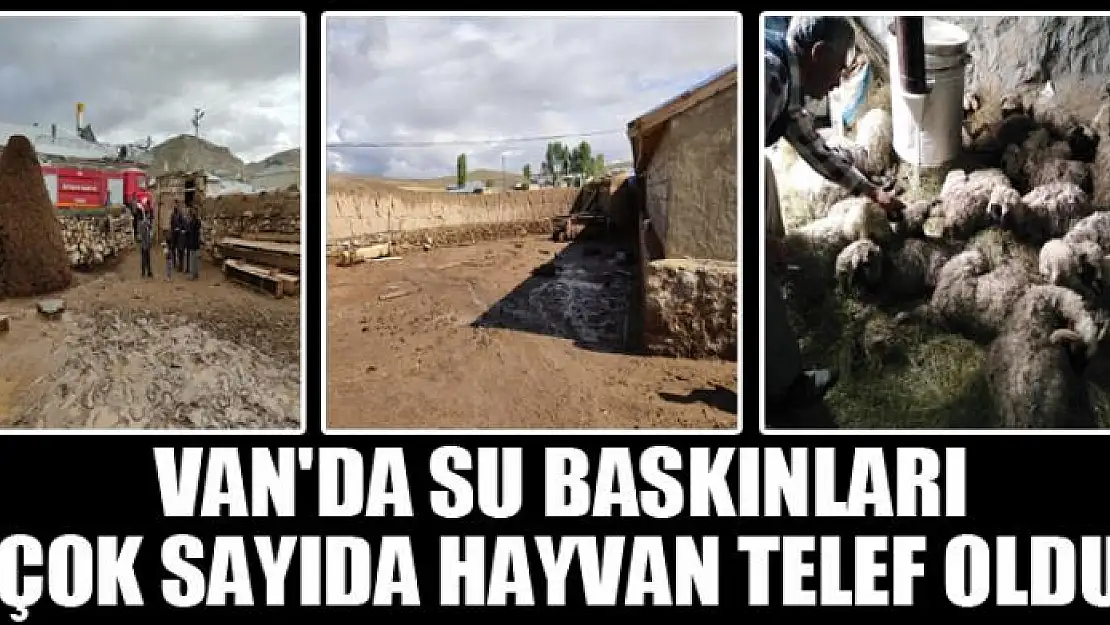 VAN'DA SU BASKINLARI, ÇOK SAYIDA HAYVAN TELEF OLDU