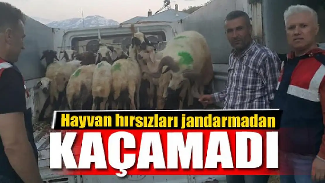 Hayvan hırsızları jandarmadan kaçamadı