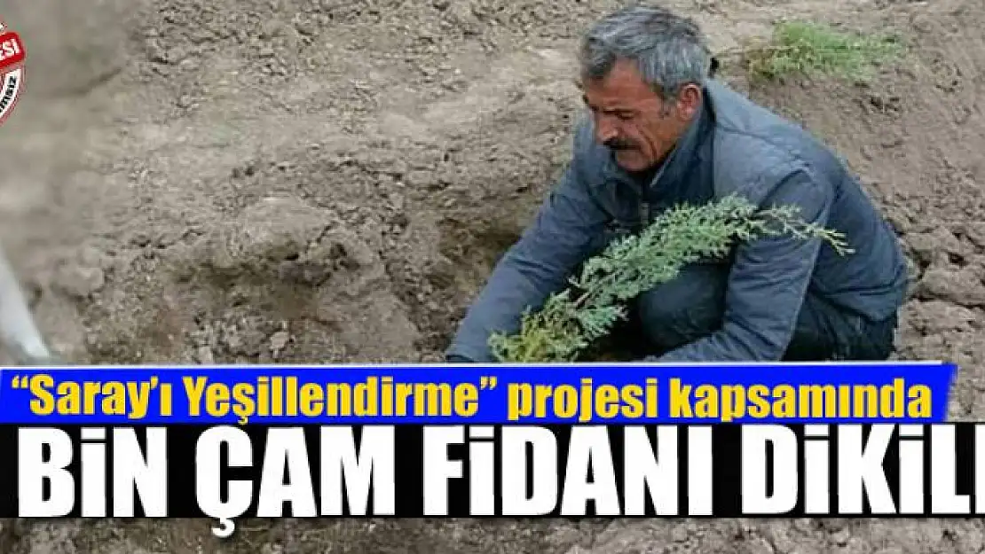 3 bin çam fidanı dikildi