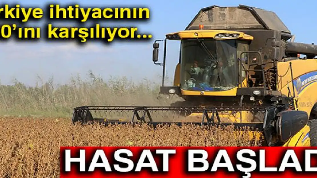 Türkiye ihtiyacının 60'ını karşılıyor! Hasat başladı