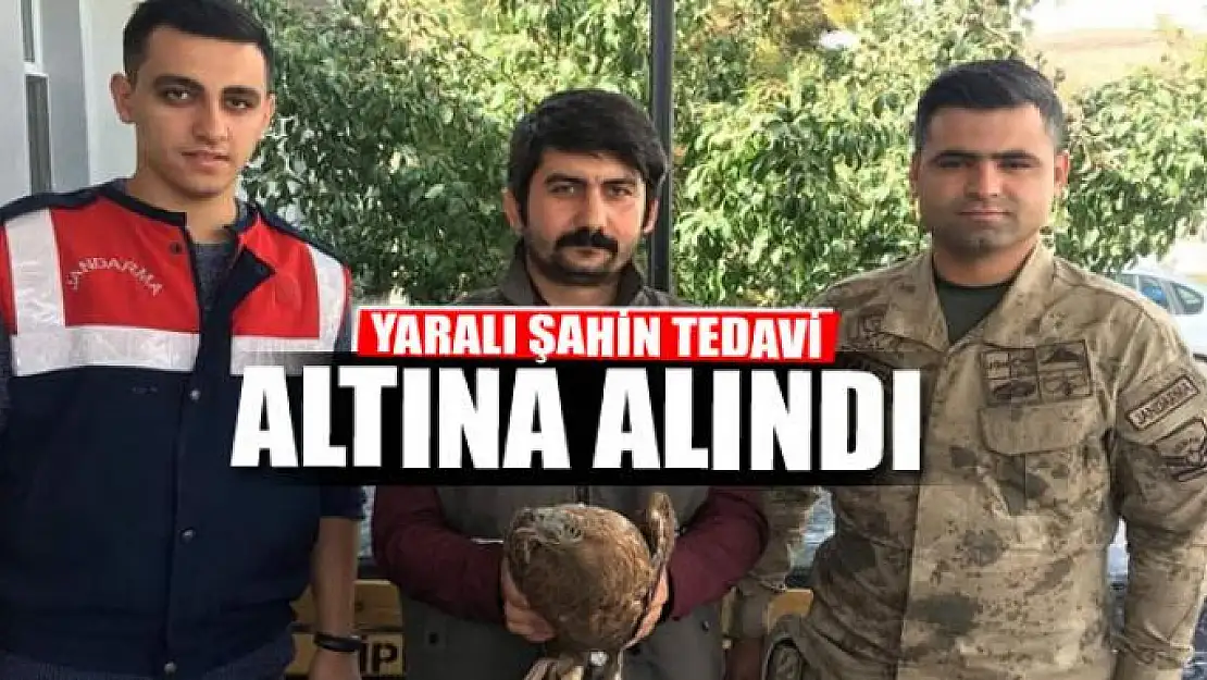 Jandarmanın yaralı bulduğu Şahin tedavi altına alındı