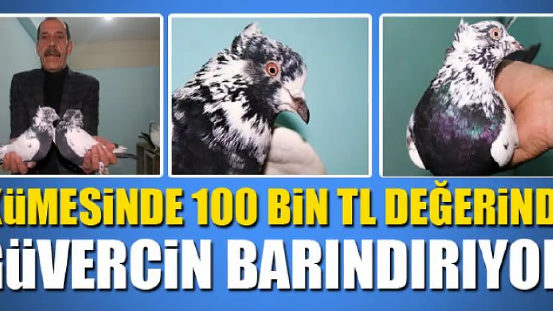 Kümesinde 100 bin TL değerinde güvercin barındırıyor 