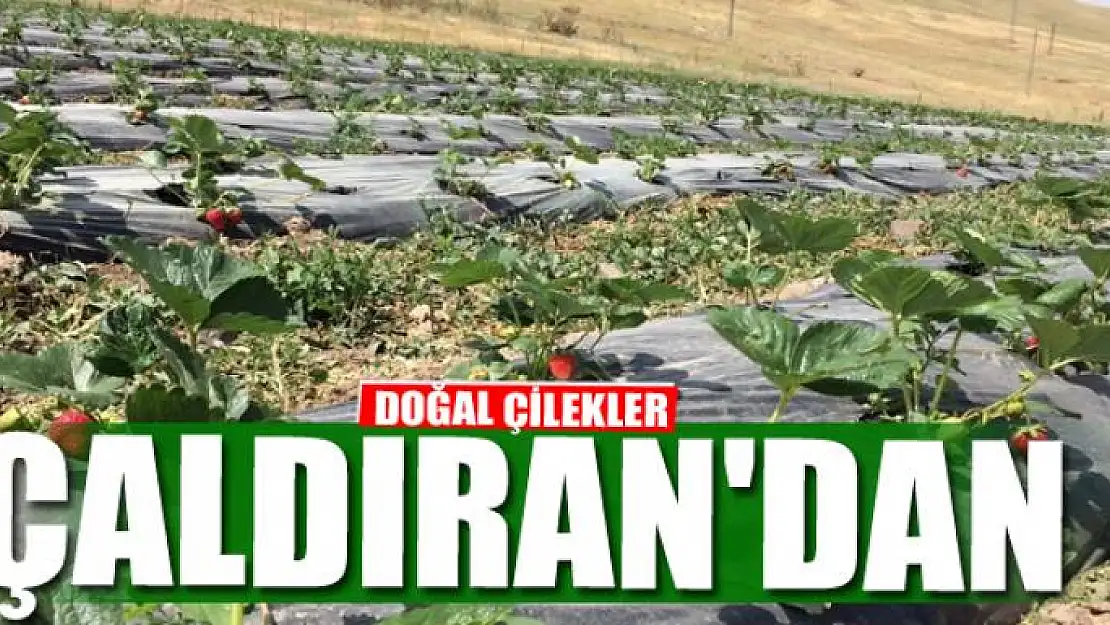 DOĞAL ÇİLEKLER ÇALDIRAN'DAN