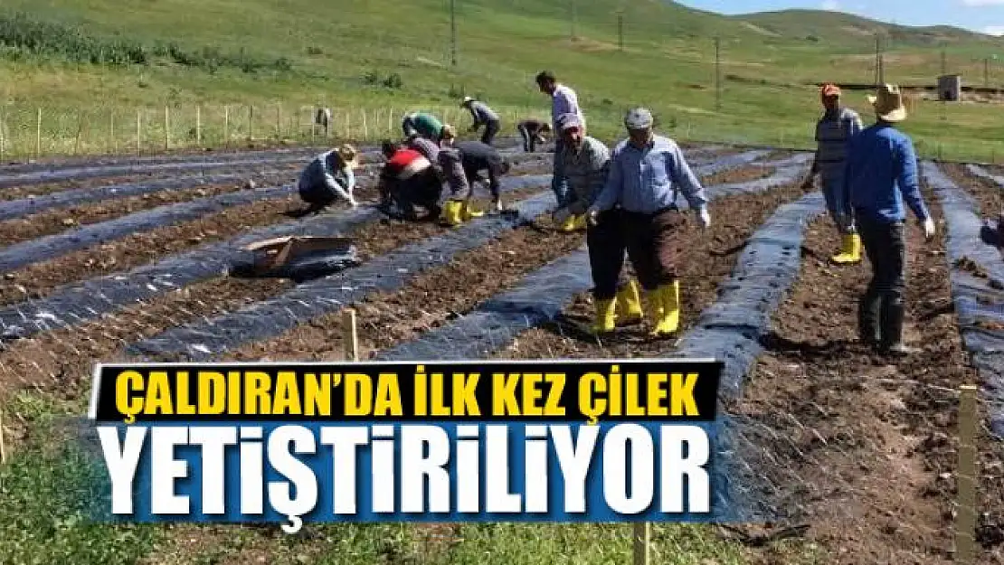 Çaldıran'da çilek yetiştiriciliği