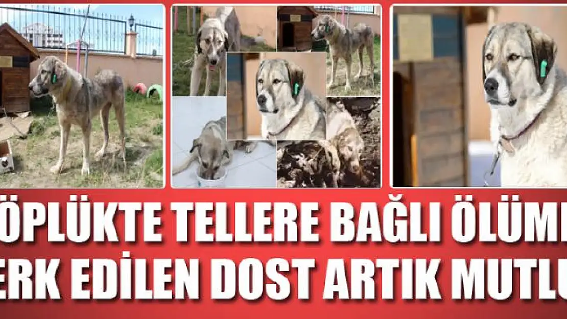 Çöplükte tellere bağlı ölüme terk edilen Dost artık mutlu