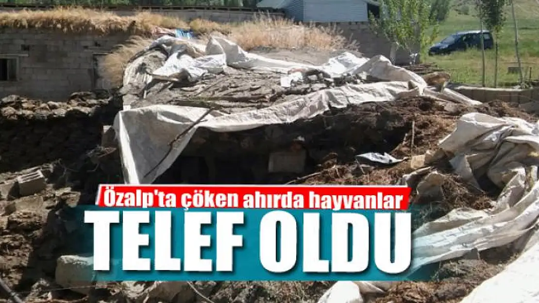 Çöken ahırda hayvanlar telef oldu