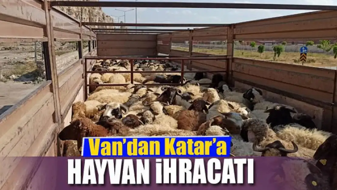 Van'dan Katar'a hayvan ihracatı