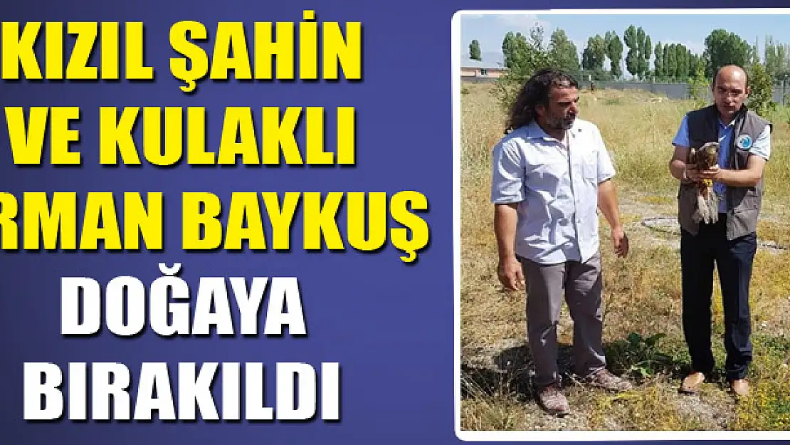 KIZIL ŞAHİN VE KULAKLI ORMAN BAYKUŞ DOĞAYA BIRAKILDI