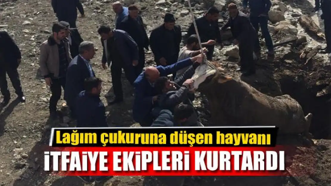 Lağım çukuruna düşen büyükbaş hayvan kurtarıldı