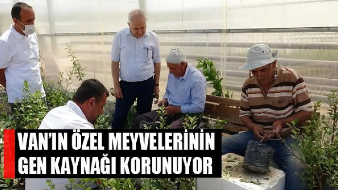 Van'ın özel meyvelerinin gen kaynağı korunuyor