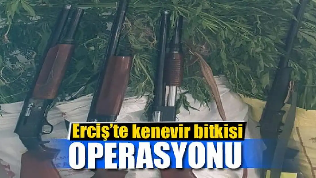 Van'da kenevir bitkisi operasyonu