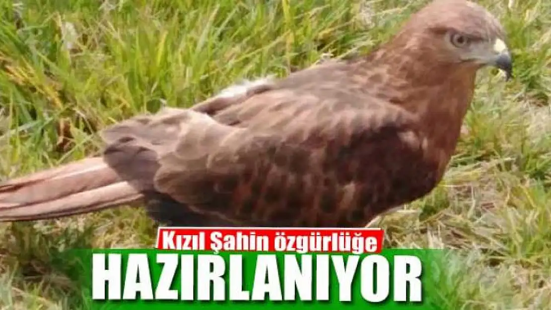 Kızıl Şahin özgürlüğe hazırlanıyor 