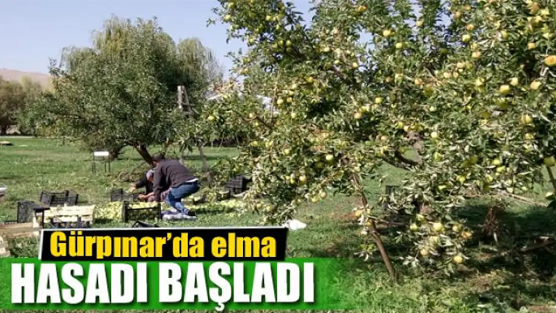 Gürpınar'da elma hasadı başladı