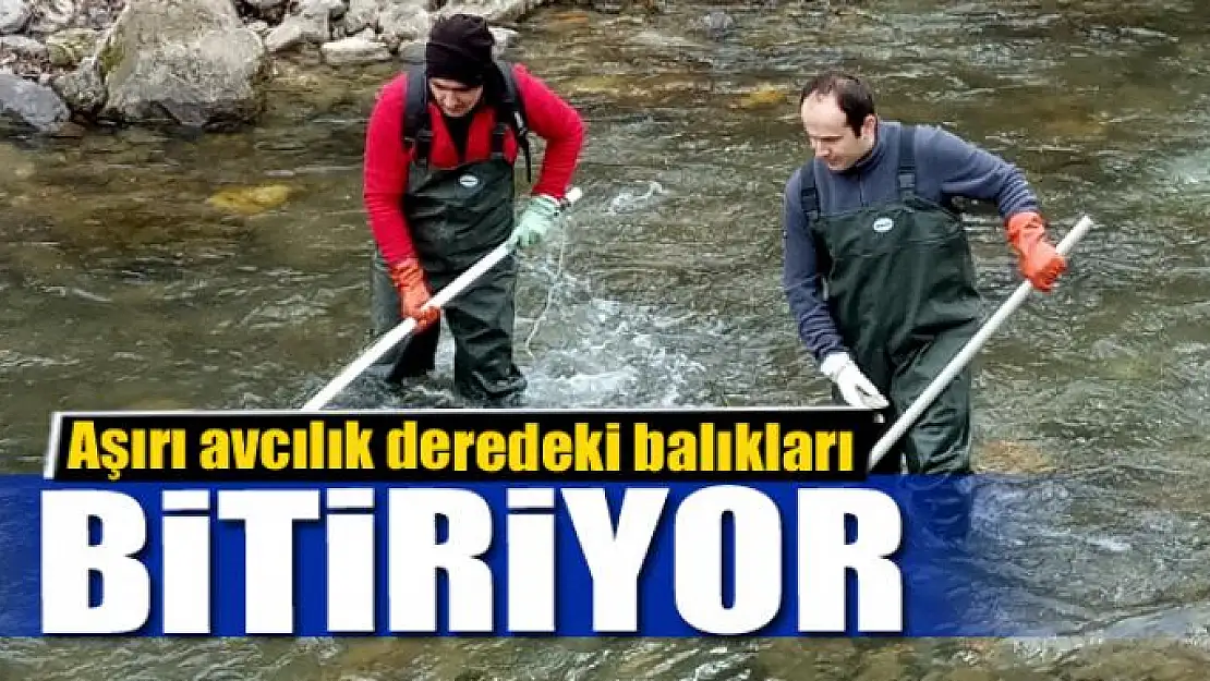 Aşırı avcılık deredeki balıkları bitiriyor