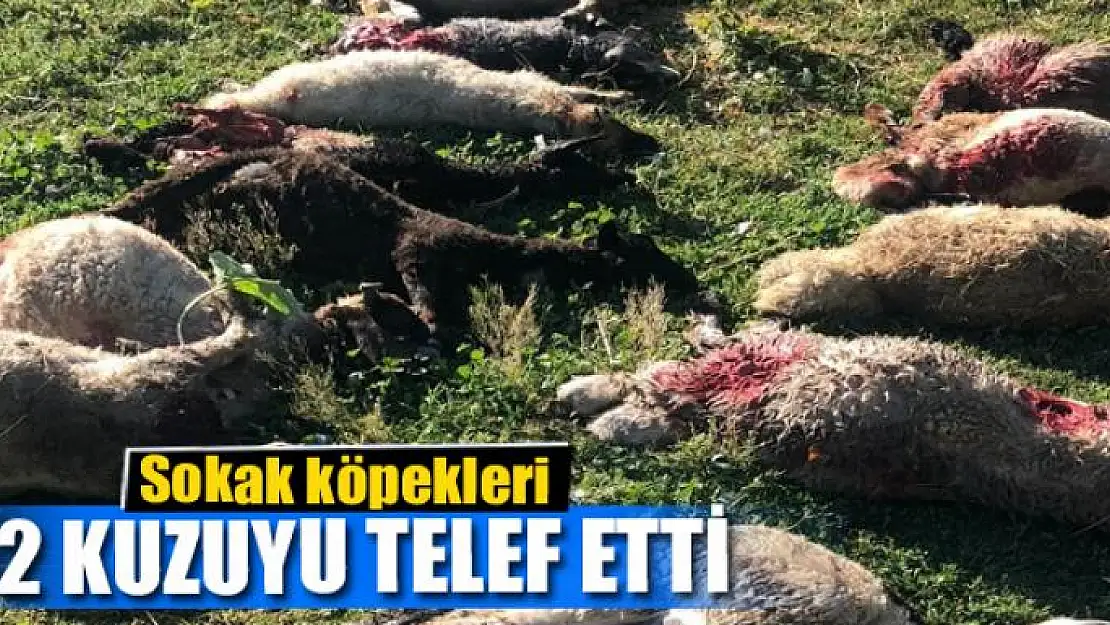 Sokak köpekleri 12 kuzuyu telef etti