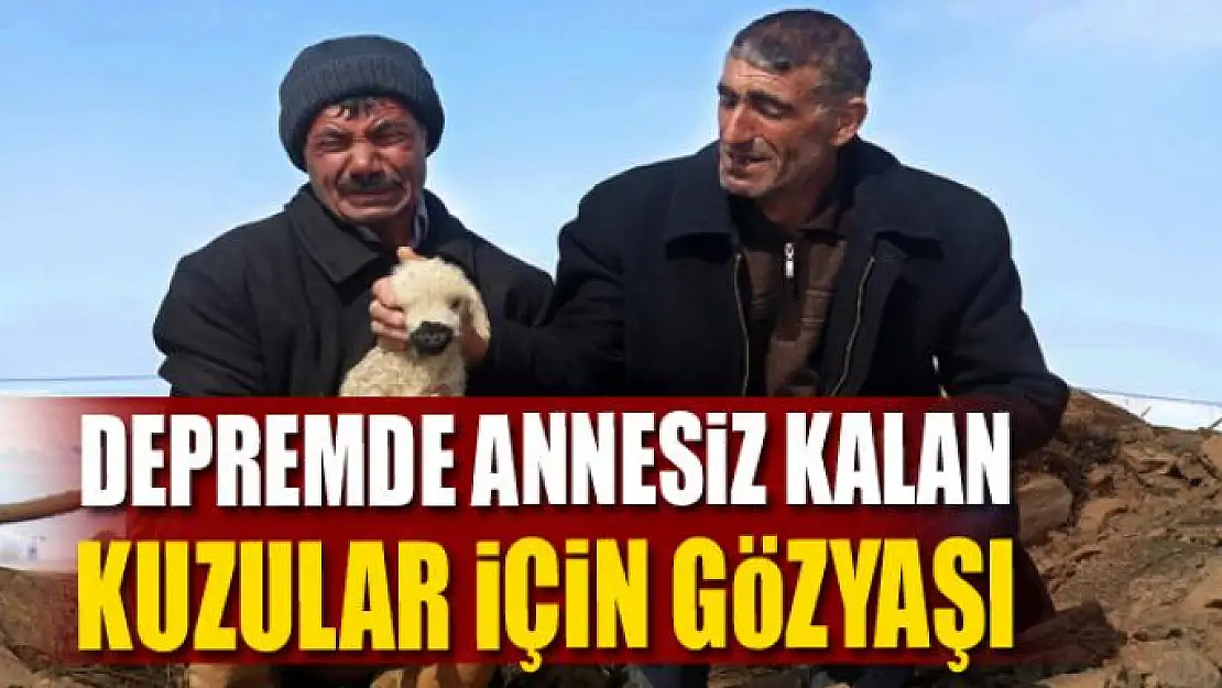 Depremde annesiz kalan kuzular için gözyaşı