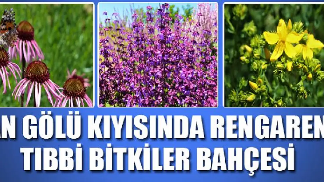 Van Gölü kıyısında rengarenk tıbbi bitkiler bahçesi