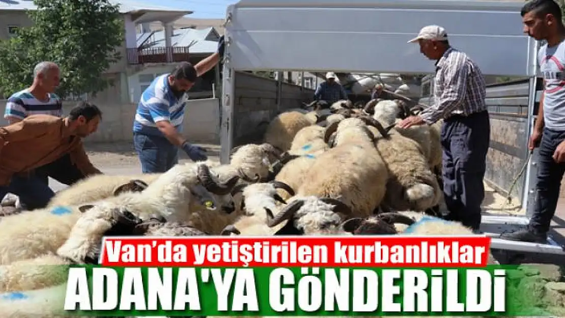 Van'da yetiştirilen kurbanlıklar Adana'ya gönderildi