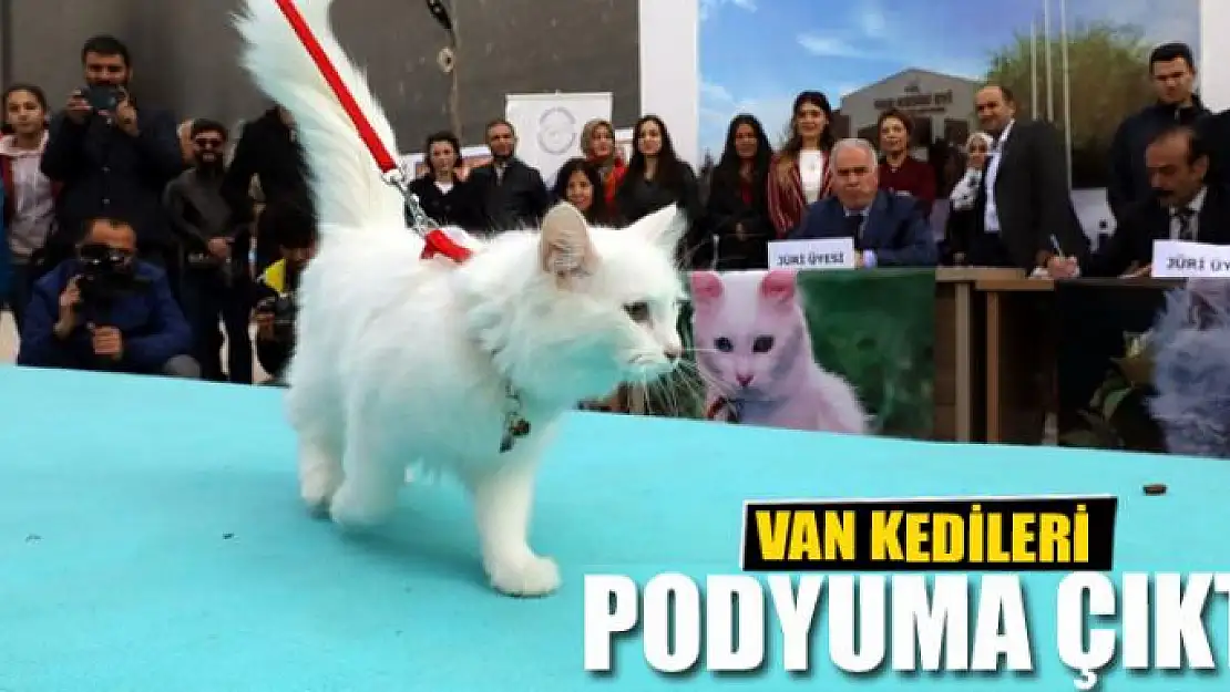 VAN KEDİLERİ PODYUMA ÇIKTI