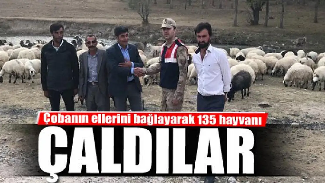 Çobanın ellerini bağlayarak 135 hayvanı çaldılar