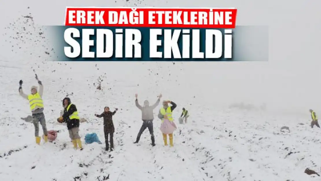 Erek Dağı eteklerine sedir tohumu ekildi