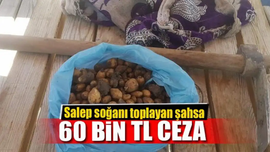 Salep soğanı toplayan şahsa 60 bin TL ceza 