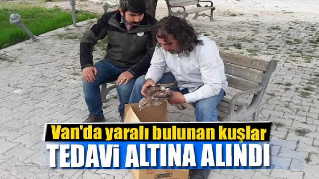 Van'da yaralı bulunan kuşlar tedavi altına alındı