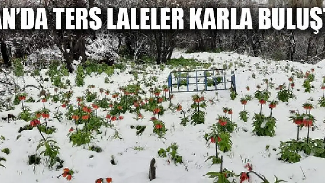 VAN'DA TERS LALELER KARLA BULUŞTU